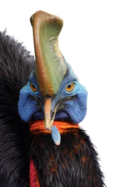 Jižní Cassowary Casuarius Casuarius Také Známý Jako Double Wattled Cassowary — Stock fotografie