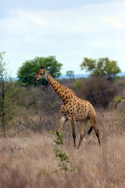 Núbiai Zsiráf Giraffa Camelopardalis Camelopardalis Szavannán Nagy Zsiráf Hím Sárga — Stock Fotó