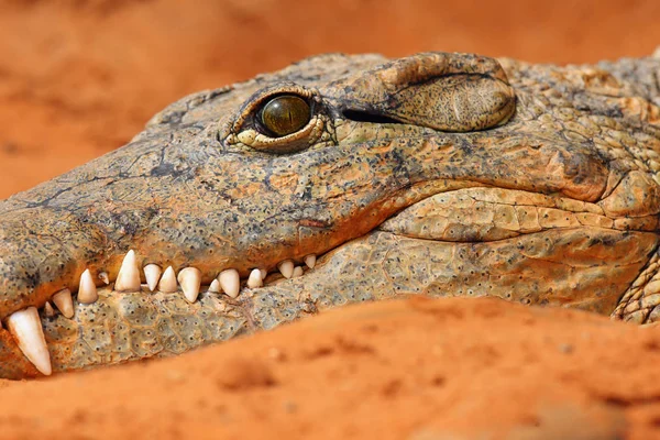 Crocodilo Nilo Crocodylus Niloticus Detalhe Cabeça — Fotografia de Stock