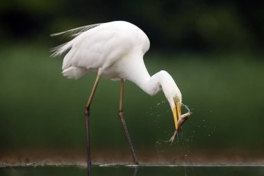 Büyük balıkçıl (Ardea alba), sığ gölde balıkçıl olarak da bilinir. Yeşil arka planda beyaz balıkçıl. Gagasında balık olan büyük beyaz balıkçıl..