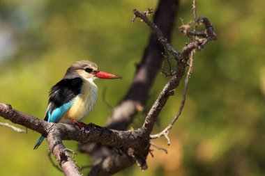 Kahverengi kapüşonlu balıkçı (Halcyon albiventris) tahta direkte oturuyor ve yeşil arka planı tipik bir konumda..
