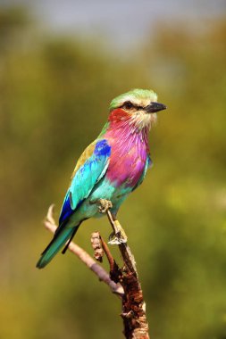 The lilac-breasted roller (Coracias caudatus) sitting on the branch.Lilac colored bird with green background.A typical African bird predator sitting on a thin branch, image of an African safari. clipart