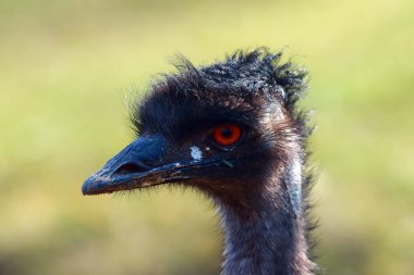 (Dromaius novaehollandiae), portre. Yeşil arkaplan ile Emu portresi.