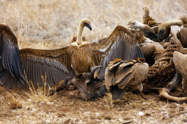 Beyaz sırtlı akbaba (Gyps africanus) leşler için savaşıyor. Leşlerin etrafındaki kuş leşçilerinin tipik davranışı, safari sırasında nadir gözlemler..