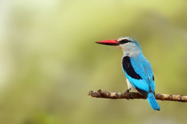 Orman kralı (Halcyon senegalensis), yeşil arka planlı bir dalda oturuyor. Mavi balıkçı dalda.
