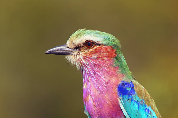 Сиреневогрудый портрет Roller (Coracias caudata). Ролик портрет с зеленым фоном
.