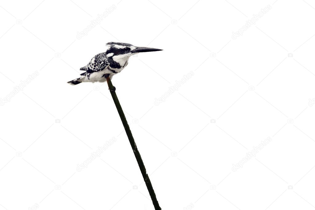The pied kingfisher (Ceryle rudis) sitting on a reed.Black and white river kingfisher isolated.