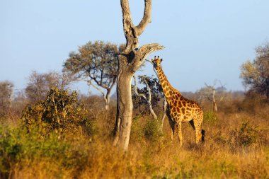 Güney Afrika zürafası (Giraffa camelopardalis zürafa) güzel bir sabah gündoğumunda çalılarla dolu bozkırda duruyor. Büyük bir erkek ovada.