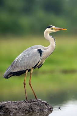 Gri balıkçıl (Ardea cinerea) suda duruyor ve balık tutuyor. Yeşil arka planda büyük bir balıkçıl. Büyük balıkçıl sığ bir gölette çamur yığınında.