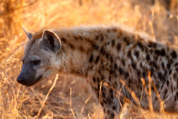 Spatřená Hyena Crocuta Crocuta Také Hyena Smíchu Hyena Portrét Žlutým — Stock fotografie