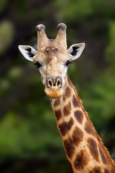南非长颈鹿 Giraffa Camelopardalis Giraffa 是非洲南部长颈鹿 Giraffa Camelopardalis Giraffa 的肖像 描述的是一头雄性长颈鹿与被殴打的鹿角 — 图库照片