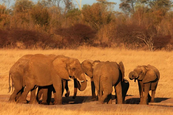 African Bush Elephant Loxodonta Africana Group Elephants Waterhole Sunset Drinking — Stock Photo, Image