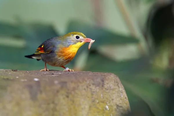 Leiothrix Bec Roux Leiothrix Lutea Avec Ver Sur Bec Passerine — Photo