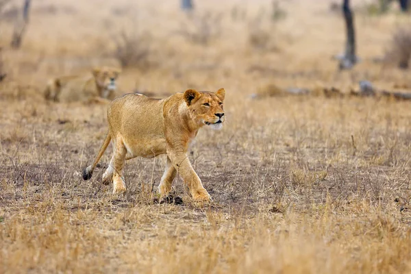 Lion Sud Panthera Leo Melanochaita Est Aussi Lion Afrique Australe — Photo