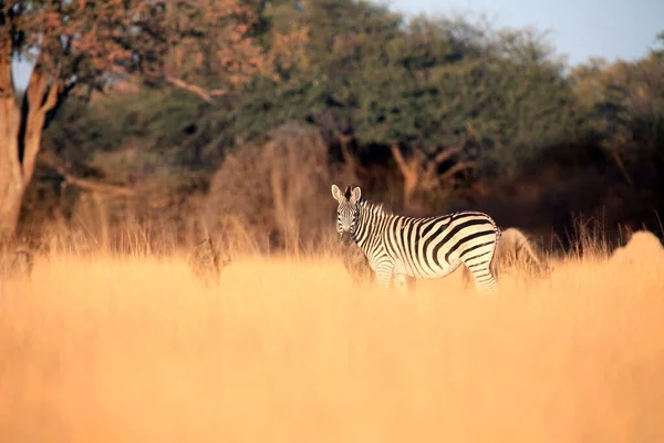 Равнинная Зебра Equus Quagga Бывшая Equus Burchellii Высокой Желтой Траве — стоковое фото