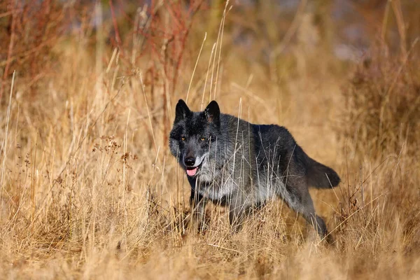 Lobo Noroeste Canis Lupus Occidentalis Floresta Lobo Canis Lupus Também — Fotografia de Stock