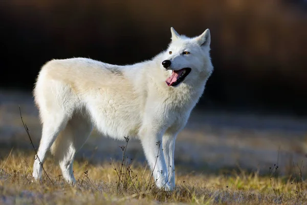 Hudson Bay Wolf Canis Lupus Hudsonicus Ondersoort Van Wolf Canis — Stockfoto