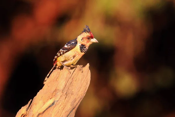 Barbet Crista Trachyphonus Vaillantii Sentado Ramo Com Fundo Amarelo Dourado — Fotografia de Stock