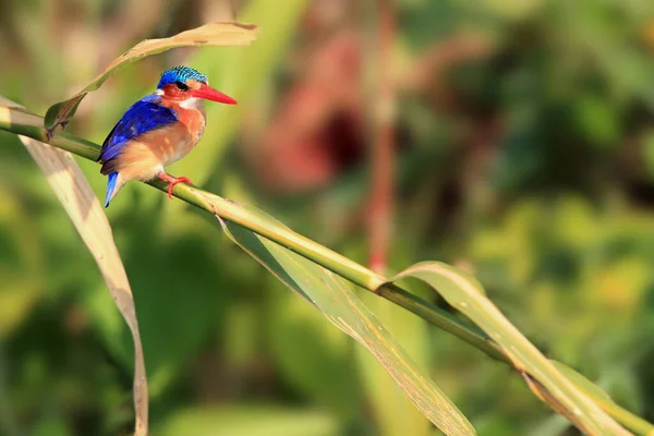 Malachitský Ledňáček Corythornis Cristatus Sedící Rákosí Zeleným Pozadím Řeky Malý — Stock fotografie