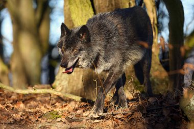 Kuzeybatı kurdu (Canis lupus occidentalis) ormanda durur. Kurt (
