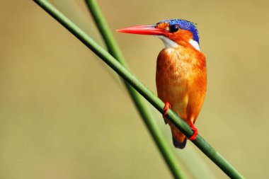 Malachite Kingfisher (Corythornis kristali), Nil nehri kıyısında yeşil arka planlı bir sazlıkta oturuyor. Nehirde küçük bir balıkçı.