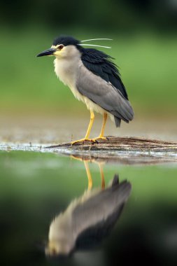 Siyah taçlı gece balıkçıl (Nycticorax nycticorax) sığ suda balık arıyor..