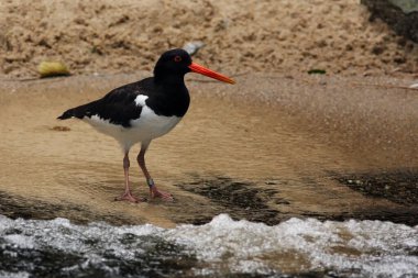 Avrasya istiridye yakalayıcısı (Haematopus ostralegus) ya da yaygın olarak bilinen ispanyol istiridye yakalayıcısı, ya da kıyıdaki sarp kutup istiridye yakalayıcısı..
