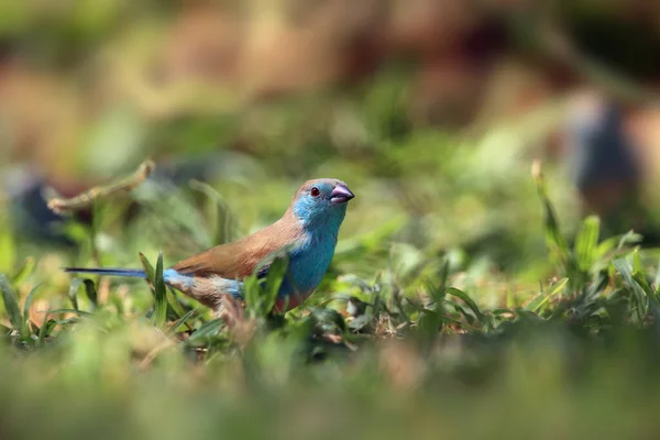 Modrý Voskový Účet Uraeginthus Angolensis Zvaný Kordon Bleu Modrými Prsy — Stock fotografie