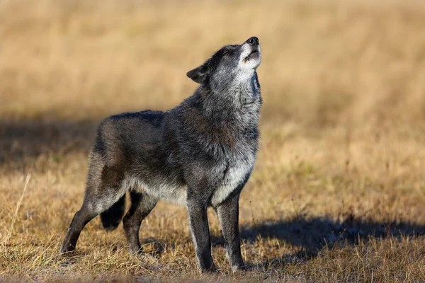 北西部のオオカミ Canis Lupus Ocidentalis が道路に立っている 灰色または木材オオカミとも呼ばれるオオカミ Canis Lupus 手を振ってオオカミの肖像 — ストック写真