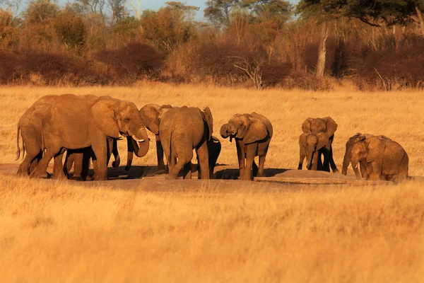 Afrykańska Grupa Słoni Loxodonta Africana Przy Wodopoju Zachodzie Słońca Picie — Zdjęcie stockowe