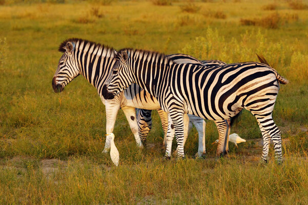 The plains zebra (Equus quagga, formerly Equus burchellii), also known as the common zebra or Burchell's zebra in the sun-drenched morning savannah. African herbivore - zebra in the morning light.
