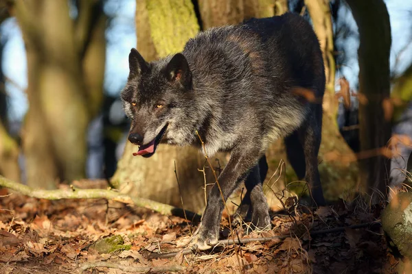 Den Nordvästra Vargen Canis Lupus Occidentalis Står Skogen Vargen Canis — Stockfoto