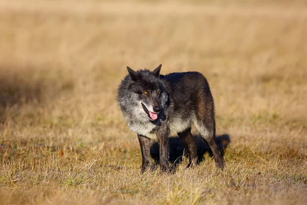 북서쪽 Canis Lupus Occidentalis 초원에 Canis Lupus 초원의 늑대로도 알려져 — 스톡 사진