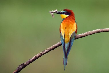Avrupa arı yiyici (Merops apiaster), bea üzerinde yeşil arka plan ile Witk baykuş güvesi üzerinde oturan.