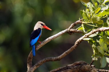 Gri başlı Kingfisher (Halcyon lökocephala), yeşil arka planlı dalda oturuyor. Daldaki Afrikalı balıkçı.