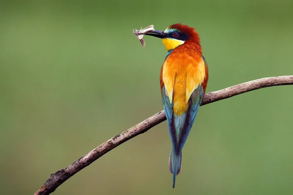 European Bee Eater Merops Apiaster Sitting Branch Witk Owlet Moth — Stock Photo, Image