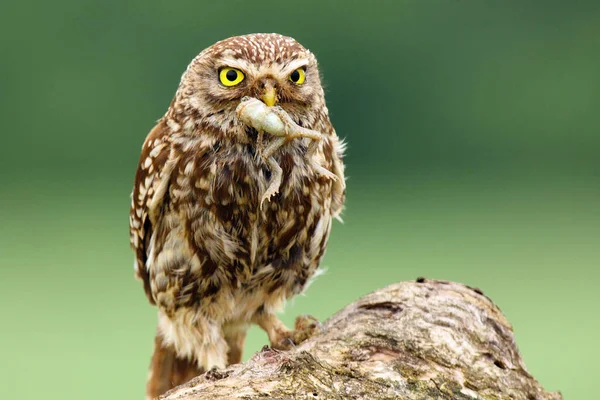 Piccolo Gufo Athene Noctua Con Preda Rana Nel Becco Gufo — Foto Stock