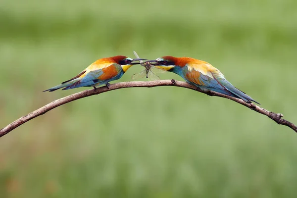 European Bee Eater Merops Apiaster Pair Tree Giving Caught Dragonfly — Stock Photo, Image
