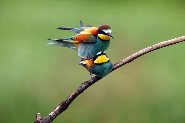 Європейська Бджолоїдка Merops Apiaster Пара Спарювання Tree Pair Птахів Зеленим — стокове фото