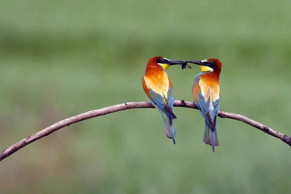 Європейська Пара Бджолоїдка Merops Apiaster Дереві Дає Спійману Інсекцію Пара — стокове фото