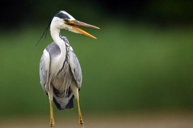 Gri balıkçıl (Ardea cinerea), portre. Heron portresi wuth yeşili arka plan. Açık gagalı bir portre..