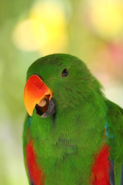 Eklektus papağanı (Eclectus roratus), yeşil erkek eklektus 'un renk arkaplanlı portresi..