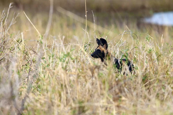 アフリカの野生の犬 アフリカの狩猟犬 または黄色の背景を持つアフリカの塗装犬 Lycaonピクト の肖像画 黄色い草の中の野生の犬 — ストック写真