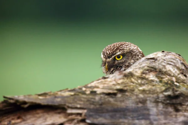 Malá Sova Athéna Noctua Hlava Suchým Kmenem Portrét Sovy Zeleným — Stock fotografie