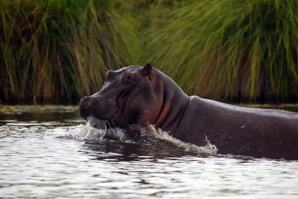 Zwykły Hipopotam Hipopotam Amphibius Lub Hipopotam Otwiera Usta Gdy Ostrzega — Zdjęcie stockowe