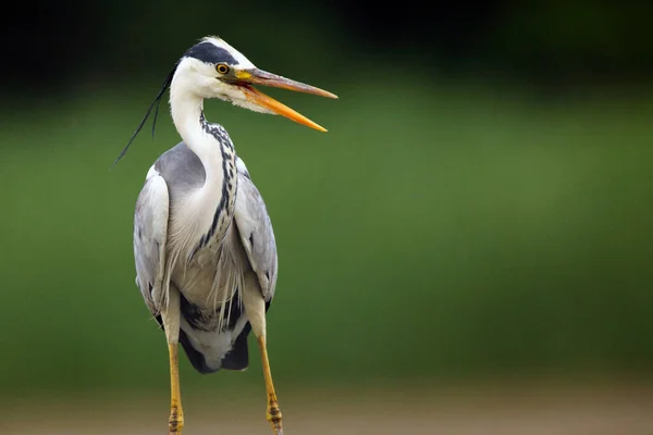 Szara Czapla Ardea Cinerea Portret Czapla Portret Wuth Zielonego Tła — Zdjęcie stockowe