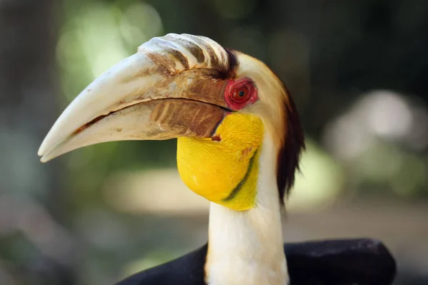 Wreathed Hornbill Rhyticeros Undulatus Also Known Bar Pouched Wreathed Hornbil — Stock Photo, Image