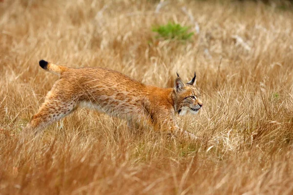 Євразійська Рись Lynx Lynx Молода Рись Жовтій Траві Жовтим Тлом — стокове фото