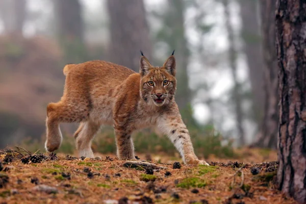 Eurázsiai Hiúz Lynx Lynx Más Néven Európai Vagy Szibériai Hiúz — Stock Fotó