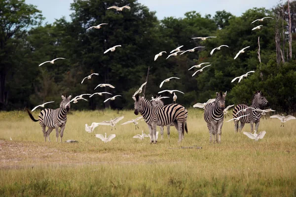 Planícies Zebra Equus Quagga Anteriormente Equus Burchellii Também Conhecida Como — Fotografia de Stock